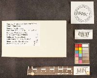 Cryptodiaporthe corni image