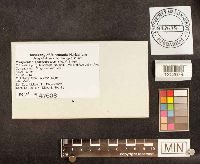 Paragyrodon sphaerosporus image