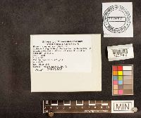 Cerioporus squamosus image