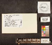 Cryptodiaporthe corni image