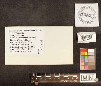 Cryptodiaporthe corni image