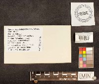 Cryptodiaporthe corni image