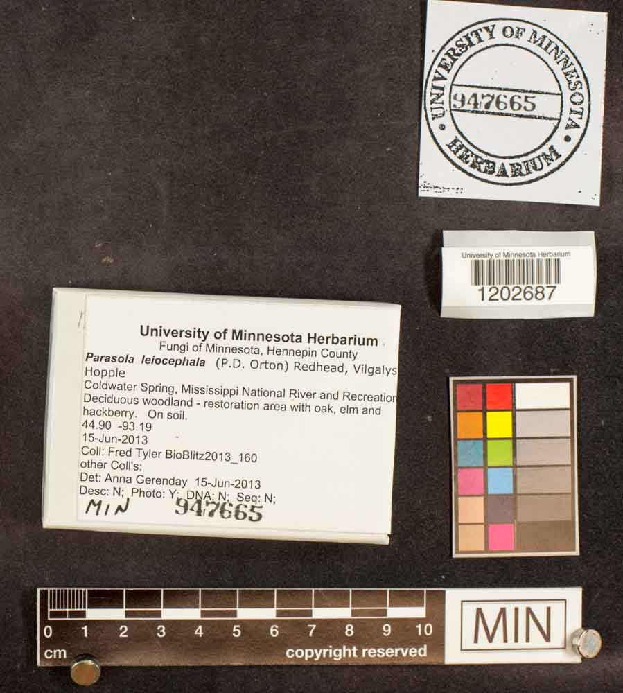 Parasola leiocephala image