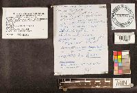 Crepidotus kauffmanii image