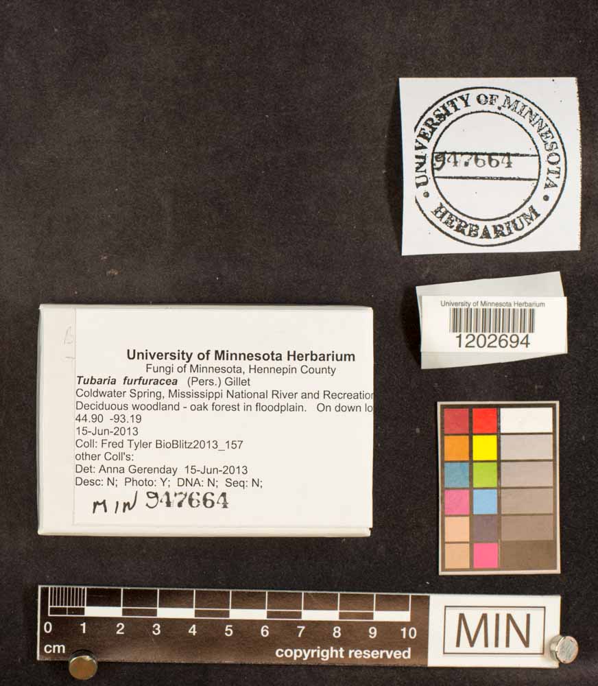 Tubaria furfuracea image