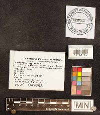 Schizophyllum commune image