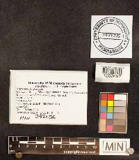 Agrocybe praecox image