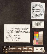 Arcyria denudata image