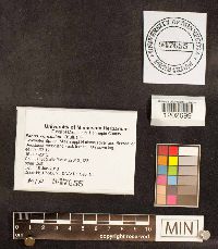 Panus conchatus image