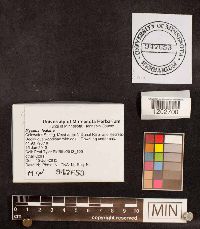 Mycena leaiana image