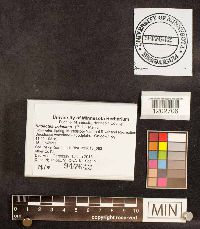 Rhodotus palmatus image