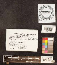 Media resource of Polyporus tuberaster