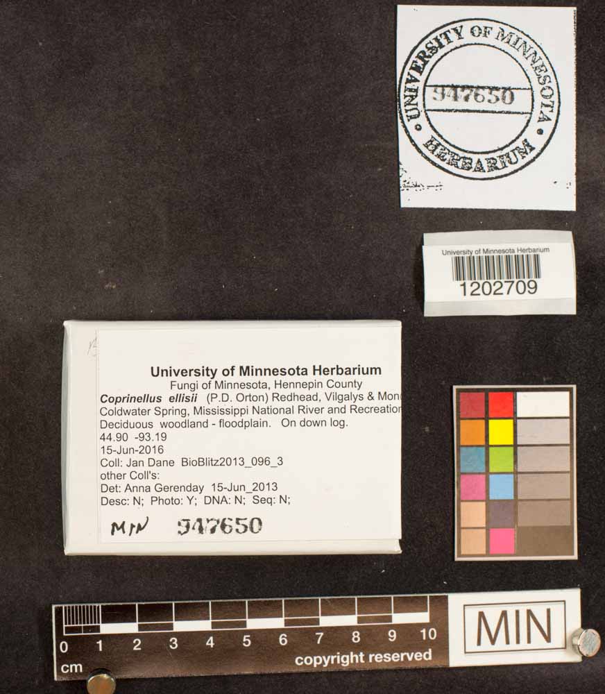 Coprinellus ellisii image
