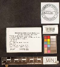 Pholiota squarrosoides image