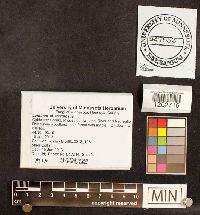 Panus conchatus image