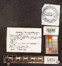 Coprinopsis variegata image