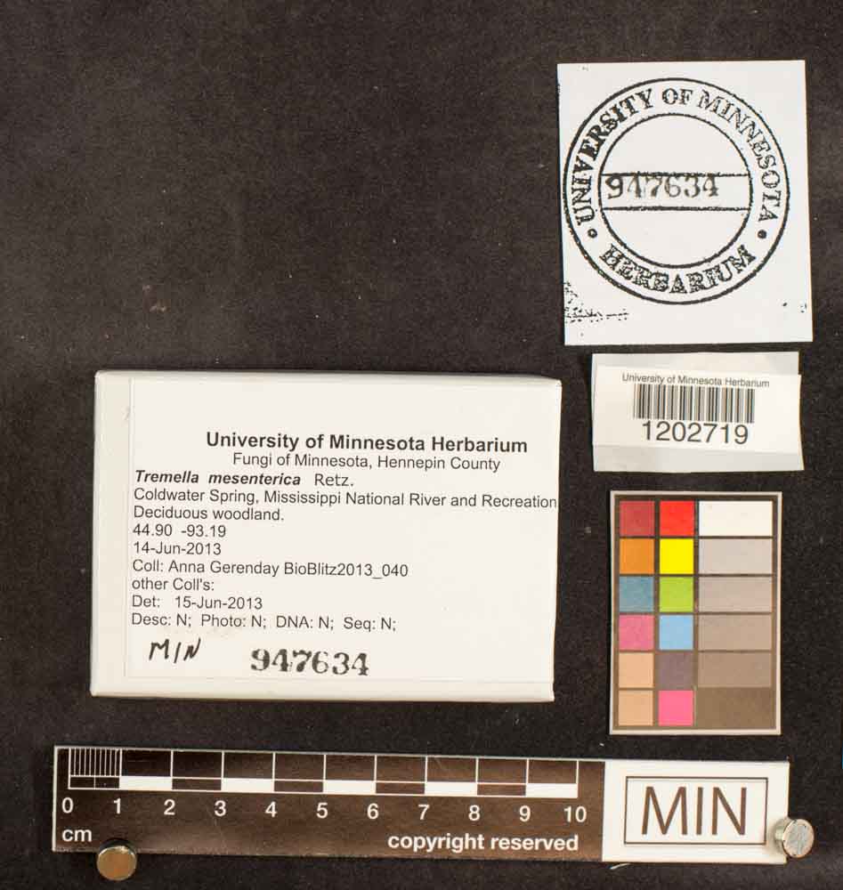 Tremella mesenterica image