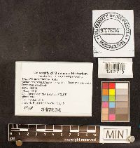 Media resource of Tremella mesenterica