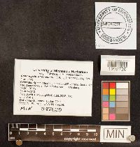 Coprinopsis atramentaria image