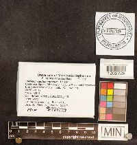 Media resource of Stereum subtomentosum