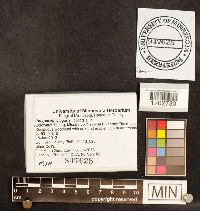 Polyporus leptocephalus image