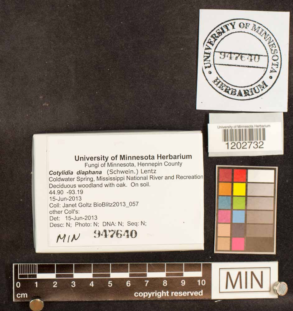 Cotylidia diaphana image