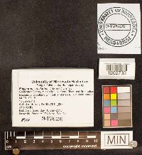 Polyporus arcularius image