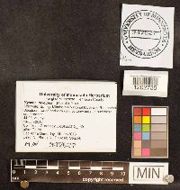 Mycena niveipes image