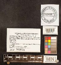 Kretzschmaria deusta image