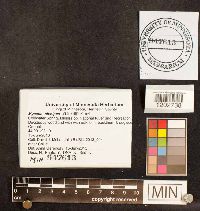 Mycena niveipes image