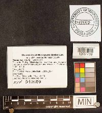 Marasmius rotula image