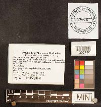 Cerioporus squamosus image