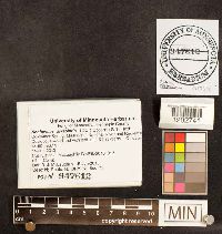 Media resource of Neofavolus alveolaris