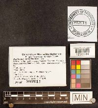 Psathyrella candolleana image