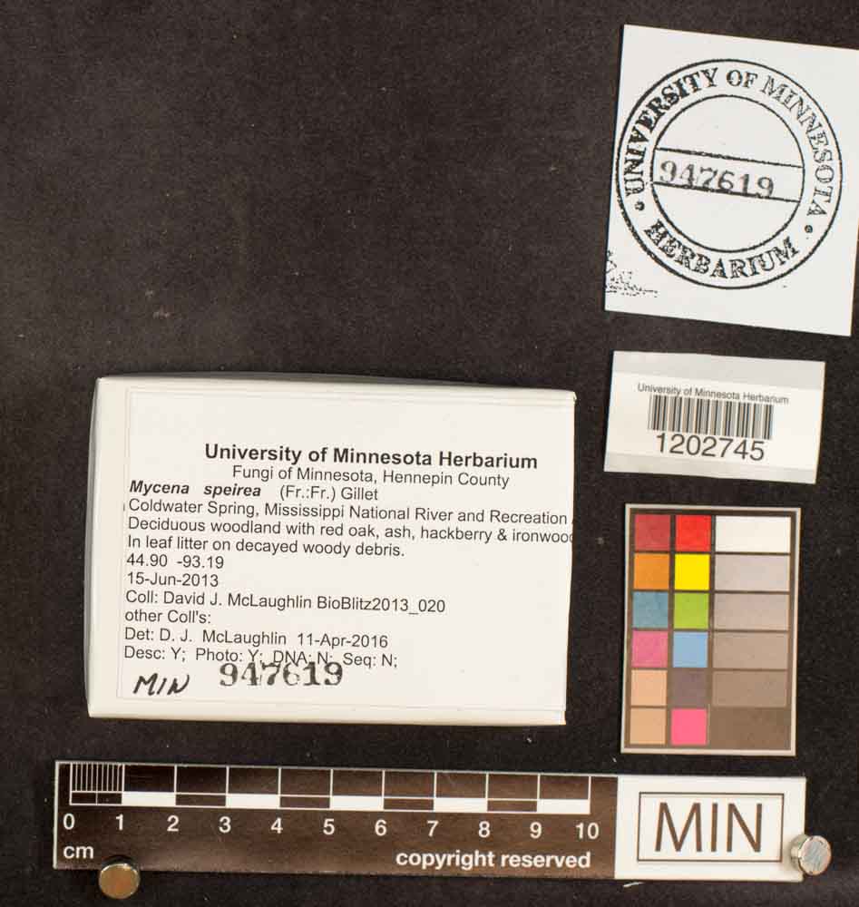 Mycena speirea image
