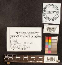 Crepidotus nephrodes image