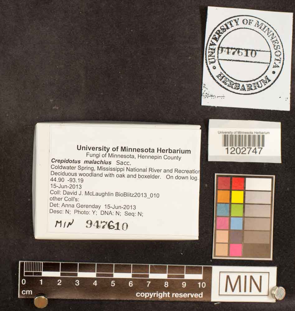Crepidotus malachius image