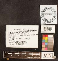 Pluteus romellii image