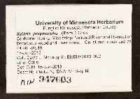 Xylaria polymorpha image