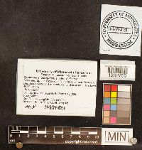 Gymnopilus aeruginosus image