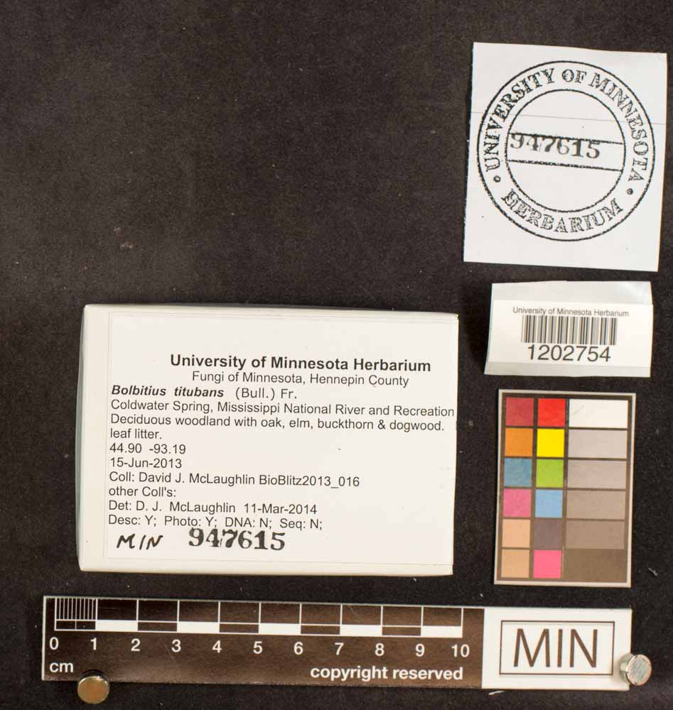 Bolbitius titubans image