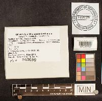 Cyathus striatus image