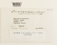 thumbnail image of current specimen