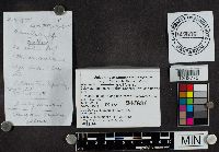 Armillaria gallica image