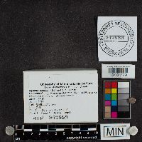 Mycena acicula image