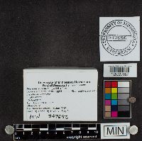 Stereum hirsutum image