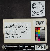 Bisporella citrina image