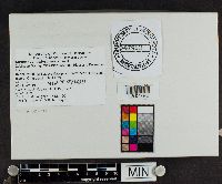 Cortinarius atkinsonianus image