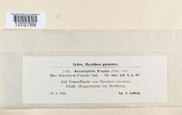 Ascochyta fraxini image