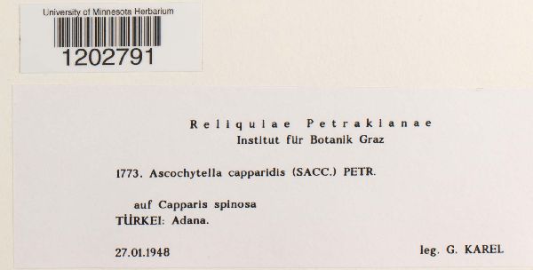 Ascochytella capparidis image